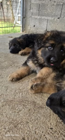 Cuccioli di Pastore Tedesco a Pelo Lungo | Foto 2
