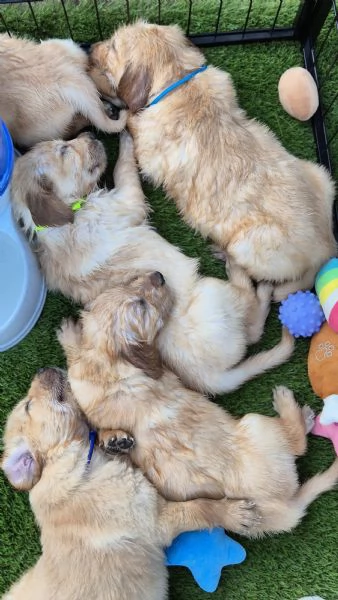 CUCCIOLI DI GOLDEN RETRIEVER CON PEDIGREE