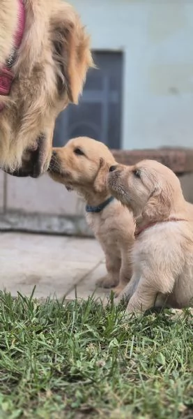 CUCCIOLI DI GOLDEN RETRIEVER CON PEDIGREE | Foto 1