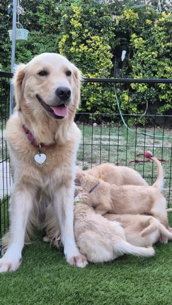 CUCCIOLI DI GOLDEN RETRIEVER CON PEDIGREE | Foto 0