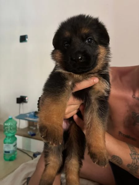 Cuccioli pastore tedesco  | Foto 1