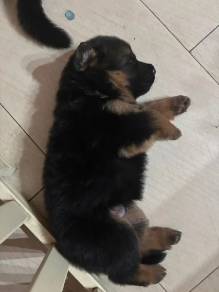 Cuccioli pastore tedesco  | Foto 0