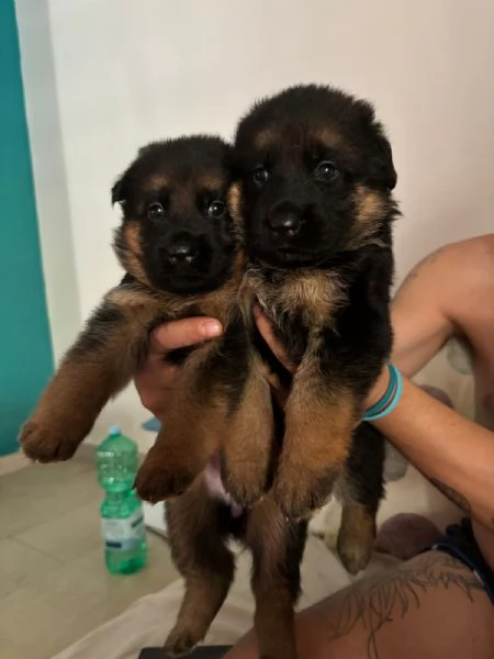 Cuccioli pastore tedesco 