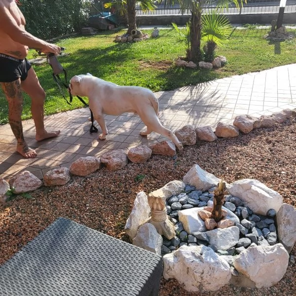 Regalo bulldog americano anni 5