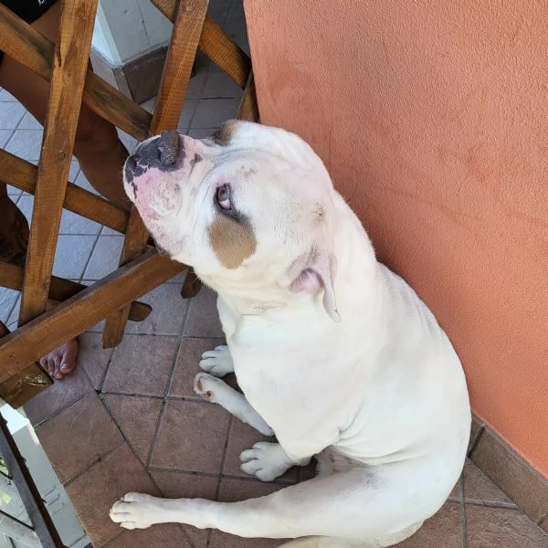 Regalo bulldog americano anni 5 | Foto 4