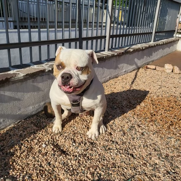 Regalo bulldog americano anni 5 | Foto 3