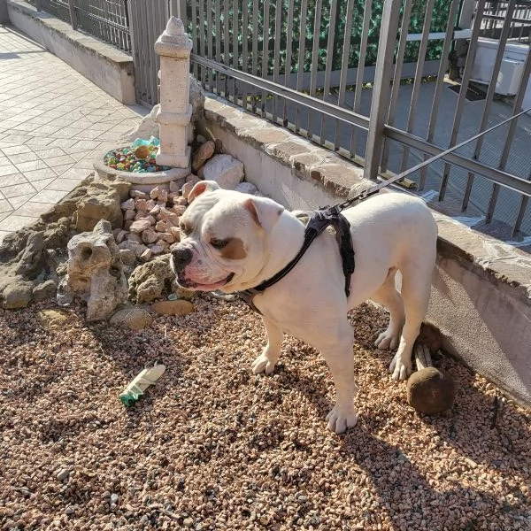 Regalo bulldog americano anni 5 | Foto 2