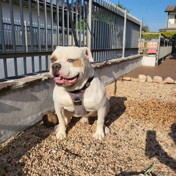 Regalo bulldog americano anni 5 | Foto 1