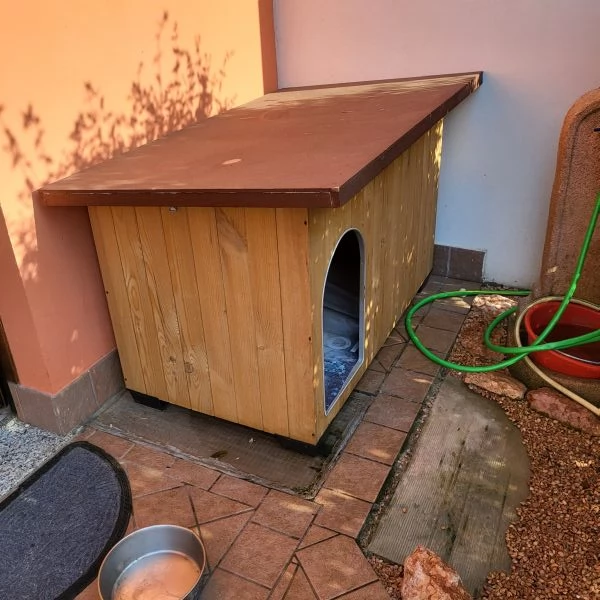 Regalo bulldog americano anni 5 | Foto 0