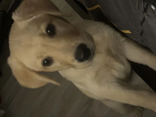 Labrador