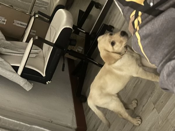 Labrador | Foto 2