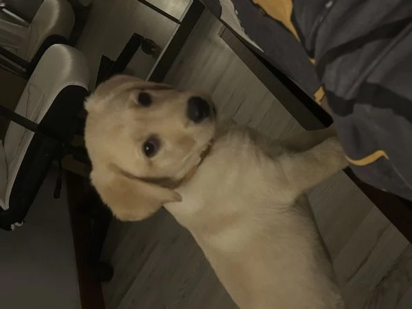 Labrador | Foto 1