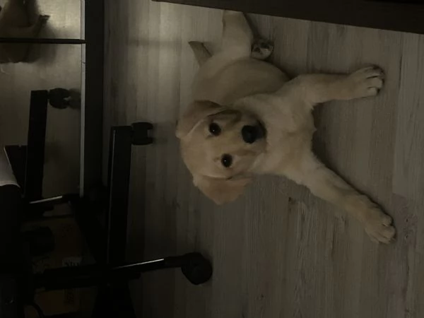 Labrador | Foto 0
