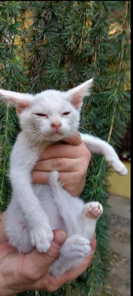 Gattino Incrocio Sphynx Scottish