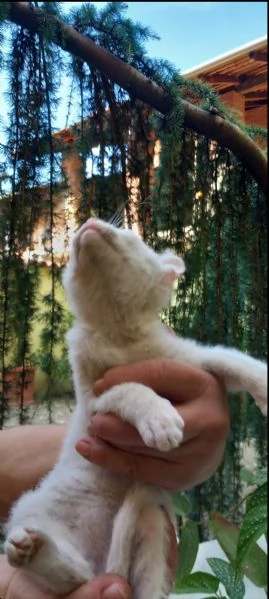Gattino Incrocio Sphynx Scottish | Foto 3