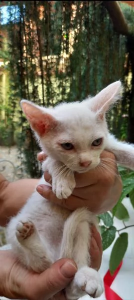 Gattino Incrocio Sphynx Scottish | Foto 2