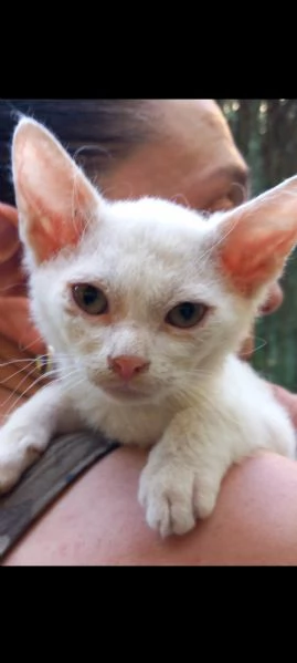 Gattino Incrocio Sphynx Scottish | Foto 1