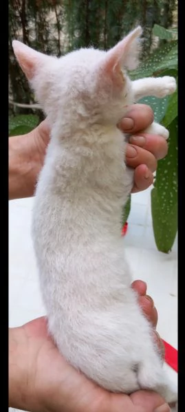 Gattino Incrocio Sphynx Scottish | Foto 0