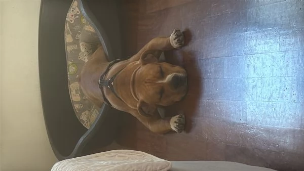 Cucciolo di Amstaff  con pedigree ENCI | Foto 2