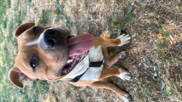 Cucciolo di Amstaff  con pedigree ENCI | Foto 1
