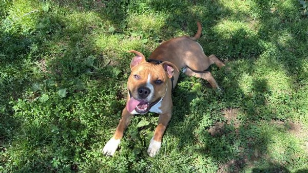 Cucciolo di Amstaff  con pedigree ENCI | Foto 0