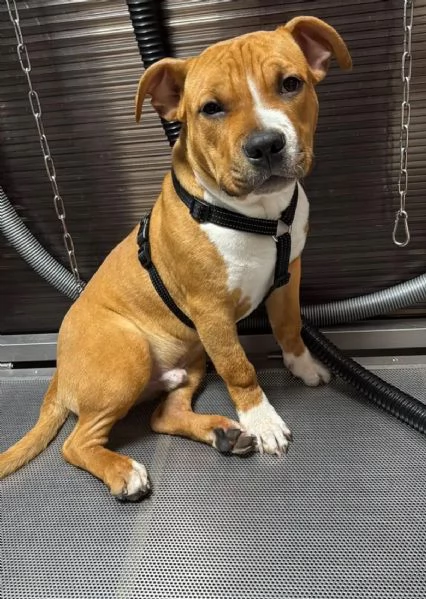 Cucciolo di Amstaff  con pedigree ENCI