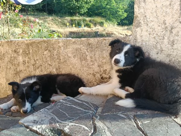 Cucciolo border collie