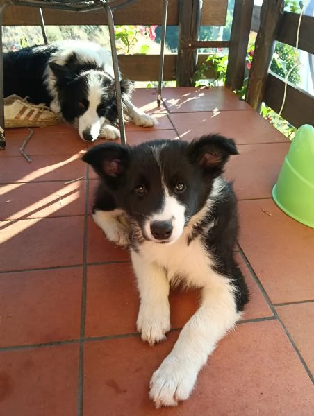 Cucciolo border collie | Foto 0