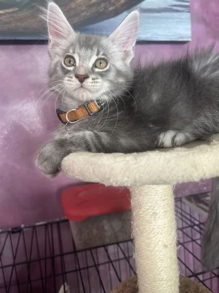 Cuccioli Maine coon | Foto 1