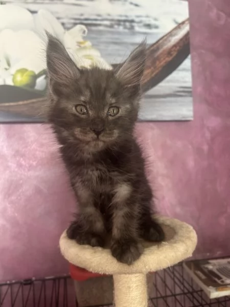 Cuccioli Maine coon | Foto 0