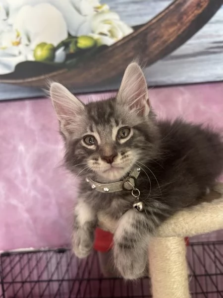 Cuccioli Maine coon