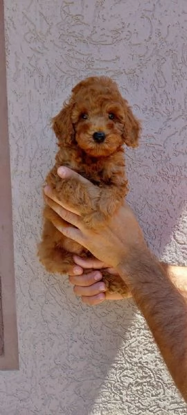 Cuccioli di Barboncino Nano e Toy | Foto 3