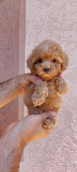 Cuccioli di Barboncino Nano e Toy | Foto 1