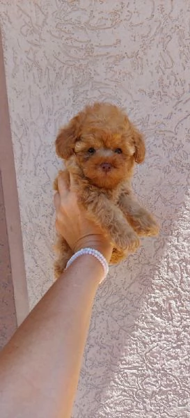 Cuccioli di Barboncino Nano e Toy | Foto 0