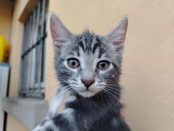 Ivo Itaca Ludovico  | Foto 1
