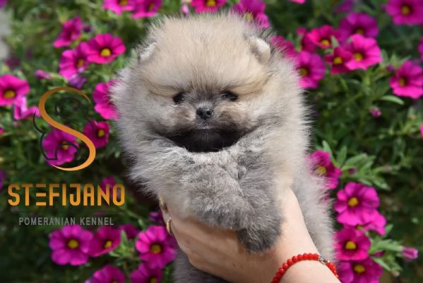 Cuccioli di Pomeranian Boo | Foto 4