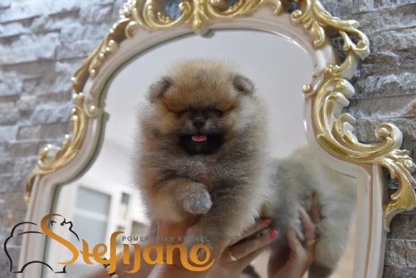 Cuccioli di Pomeranian Boo | Foto 3