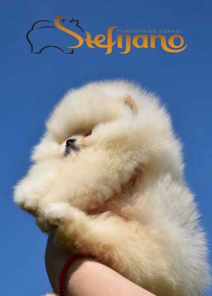 Cuccioli di Pomeranian Boo | Foto 2