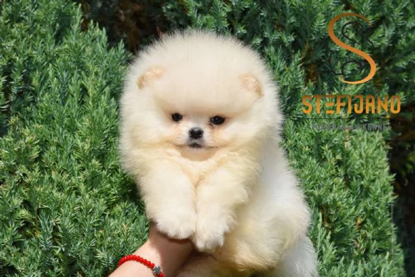 Cuccioli di Pomeranian Boo