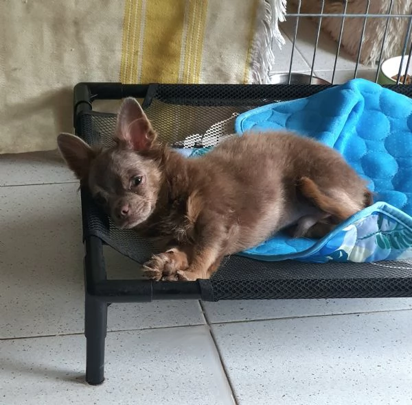 Chihuahua maschio LILAC FAWN occhi chiari 