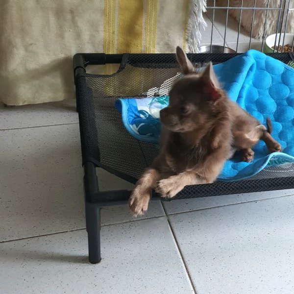 Chihuahua maschio LILAC FAWN occhi chiari  | Foto 2