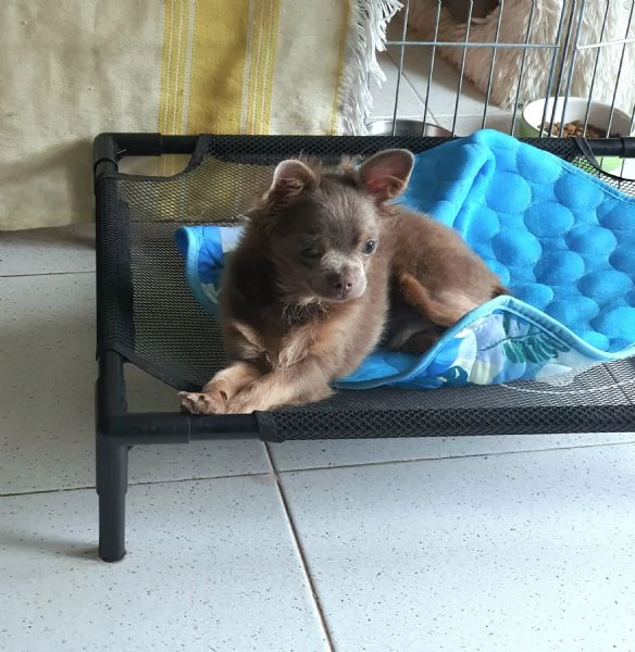 Chihuahua maschio LILAC FAWN occhi chiari  | Foto 1
