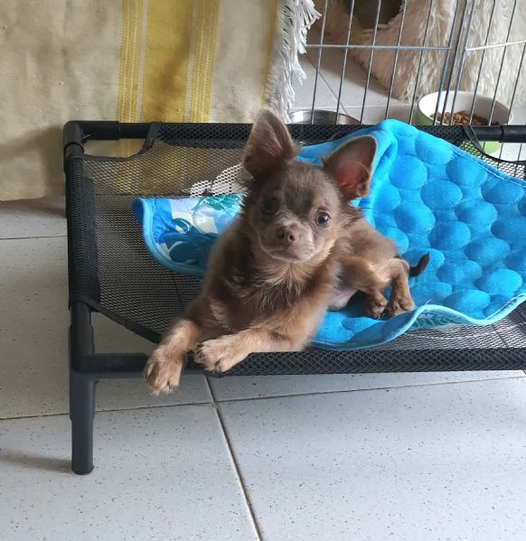 Chihuahua maschio LILAC FAWN occhi chiari  | Foto 0