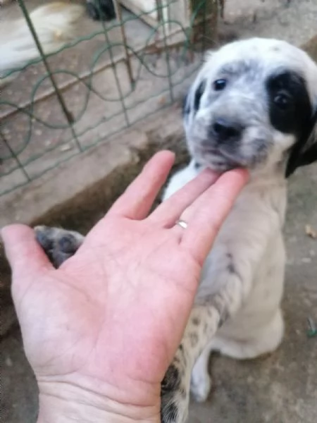 Setter nati il 18052025 | Foto 1