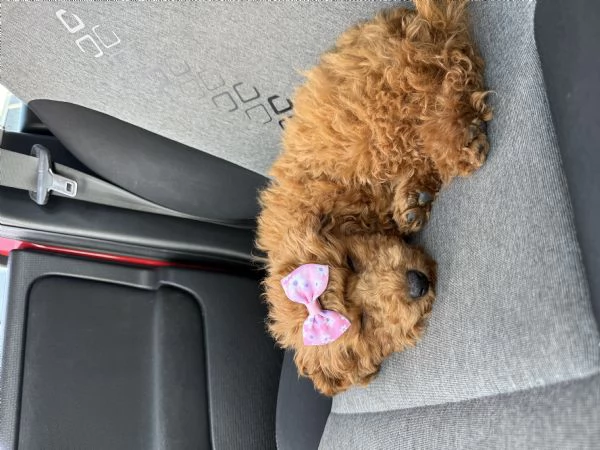Barboncina Toy adorabile  pronta per una nuova famiglia | Foto 0
