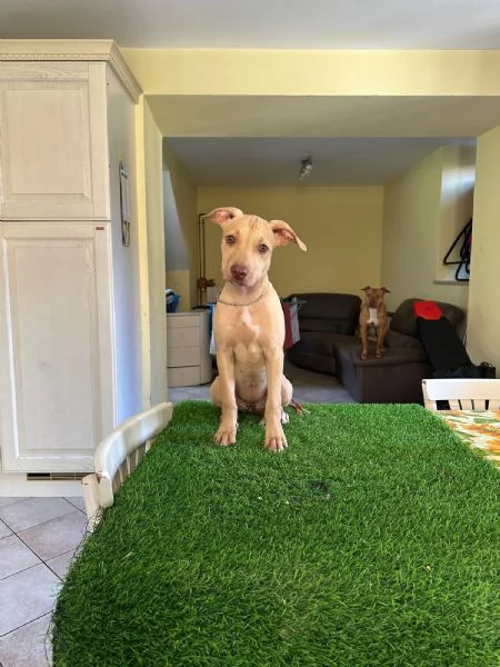 Cuccioli di american Pitbull terrier