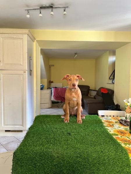Cuccioli di american Pitbull terrier | Foto 3