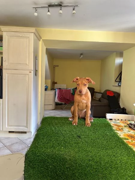 Cuccioli di american Pitbull terrier | Foto 1