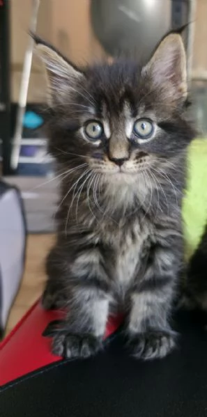 Cuccioli Maine Coon | Foto 6