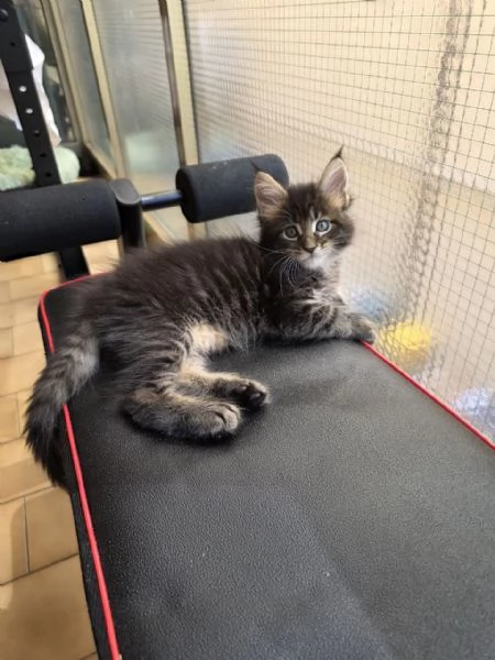 Cuccioli Maine Coon | Foto 5